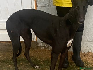 Greyhound dogs Sweet Indie wants a loving forever home - Advert 2