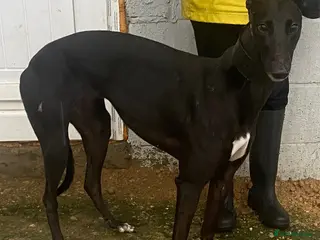 Greyhound dogs Sweet Indie wants a loving forever home - Advert 3