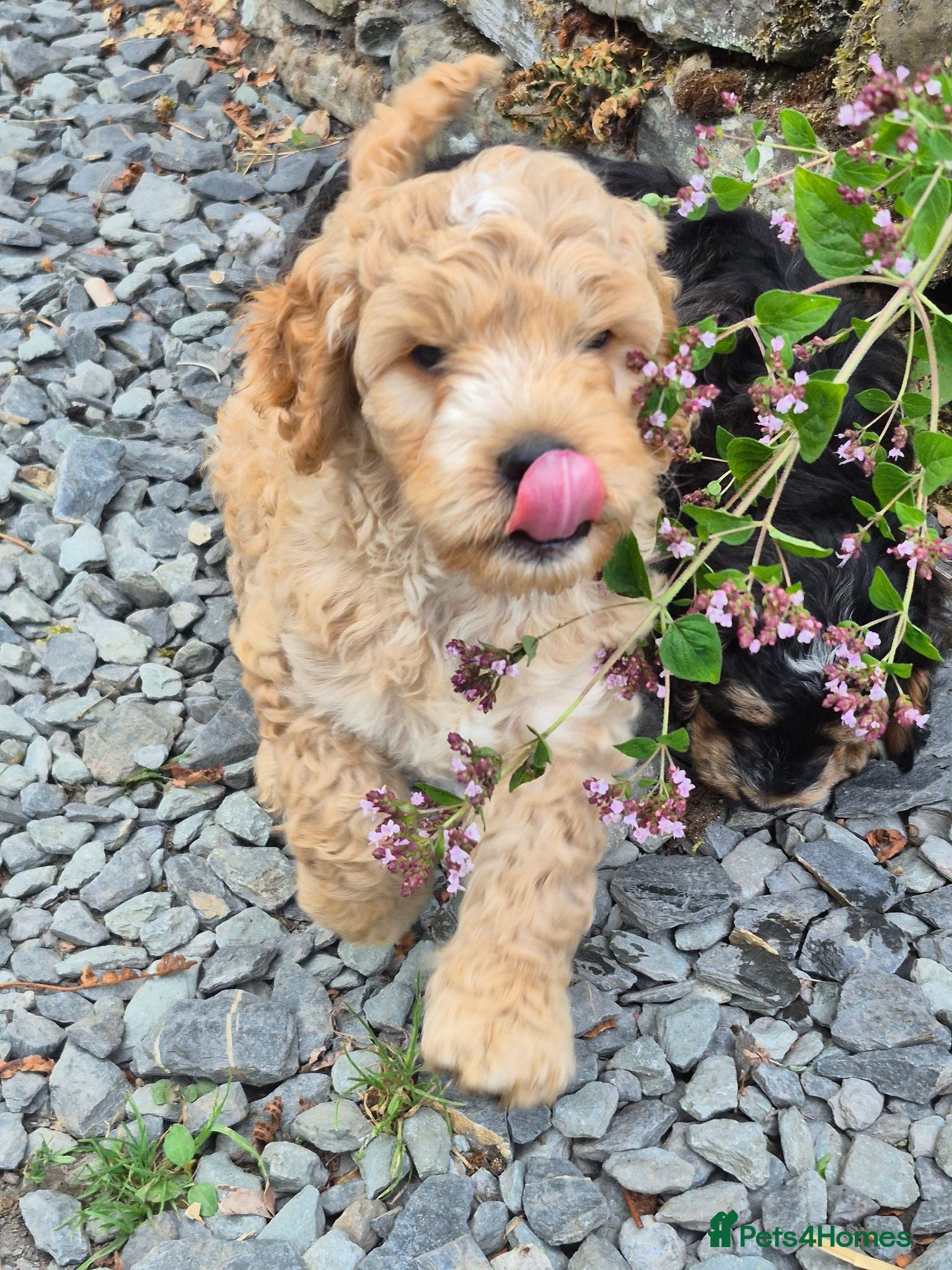 Cockapoo dogs F1 Cockapoos, ready 26th of July  - Advert 12