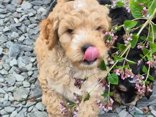Cockapoo dogs 🐾 Ready this weekend, F1 Cockapoos 🐾 - Advert 1