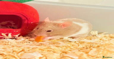 Hamster rodents - Advert 5