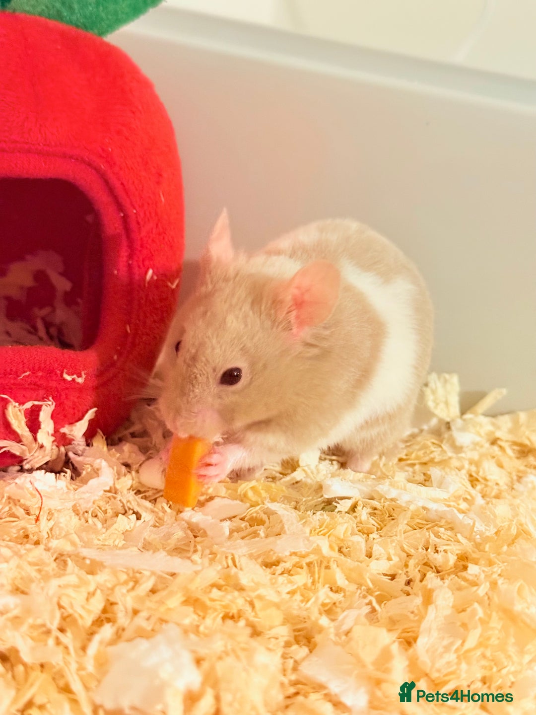 Hamster rodents for sale: Syrian Hamster and Cage - Image 3