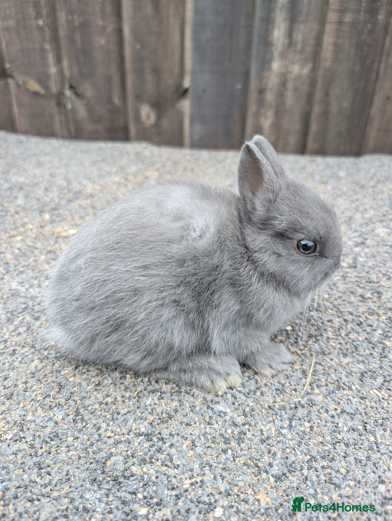 Netherland Dwarf rabbits for sale: Netherlands dwarf babys - Advert 1