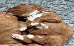 Australian Labradoodle dogs for sale: 5* Health tested Australian Labradoodles - Image 2