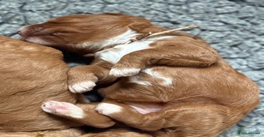 Australian Labradoodle dogs - Advert 2