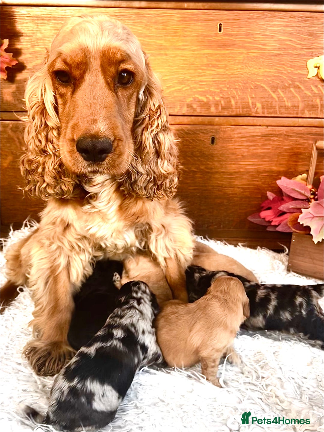 Cockapoo dogs for sale: Quality Cockapoo Puppies Blue Merle / Golden  - Advert 24