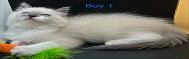 Ragdoll 4