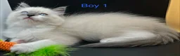 Ragdoll cats for sale: Beautiful Ragdoll Kittens – 3 Girls & 2 Boys  - Advert 15