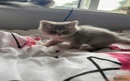British Shorthair cats for sale: Beautiful boy and girl ready to leave now - Image 19