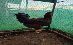 Chickens poultry for sale: 2 x large fowl wyandotte cockerals - Advert 5