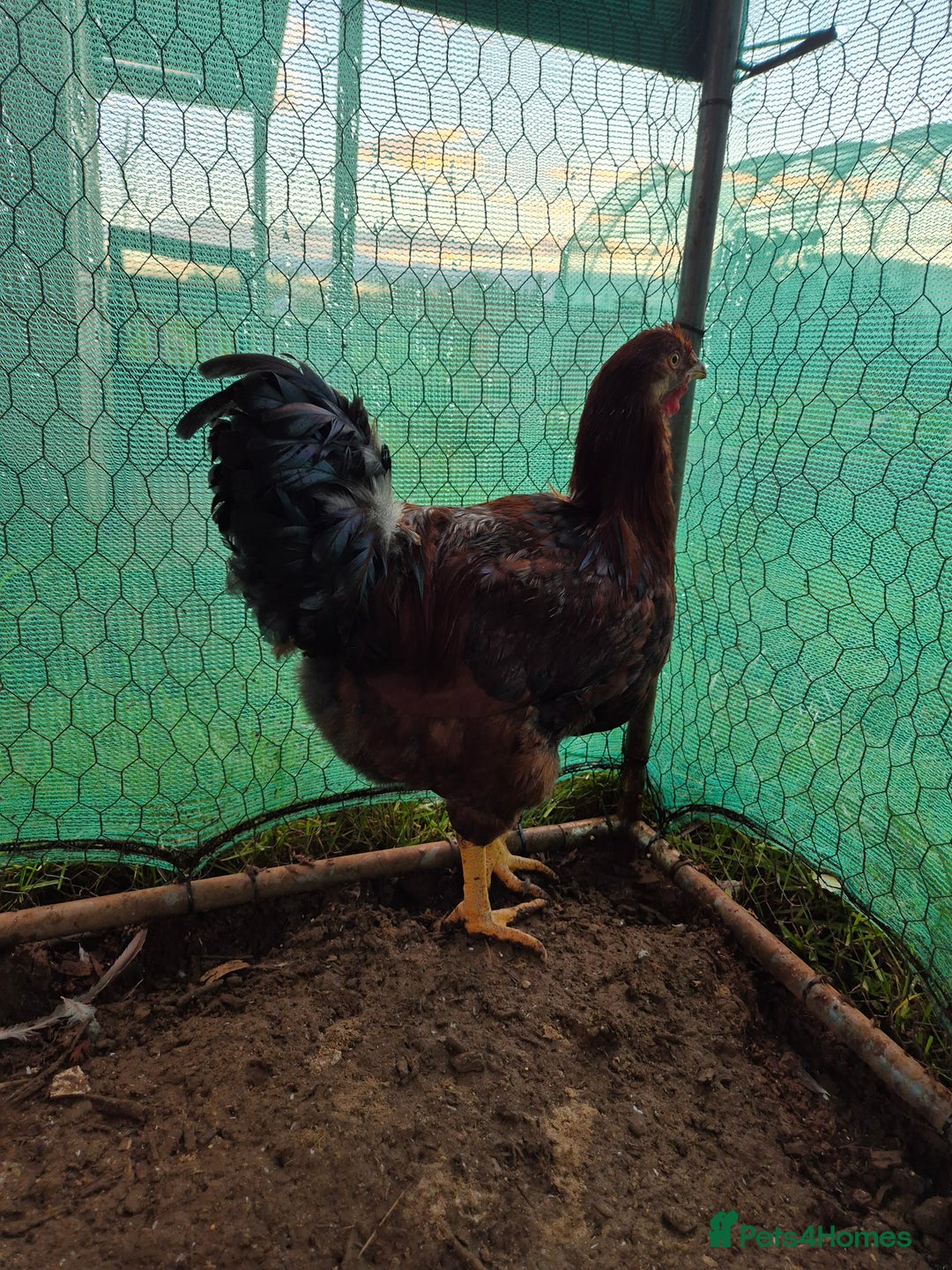 Chickens poultry for sale: 2 x large fowl wyandotte cockerals - Advert 5