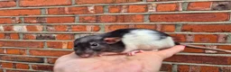 Rat rodents for sale: Various male and female rats  - Advert 9