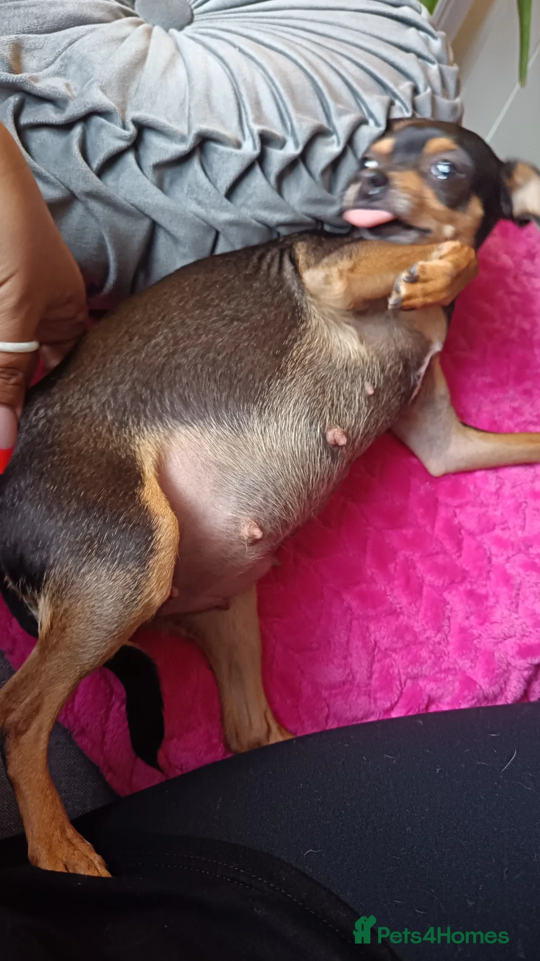 Chihuahua dogs for sale: Chihuahua 2 girls & 1 boy 🏡  - Advert 20