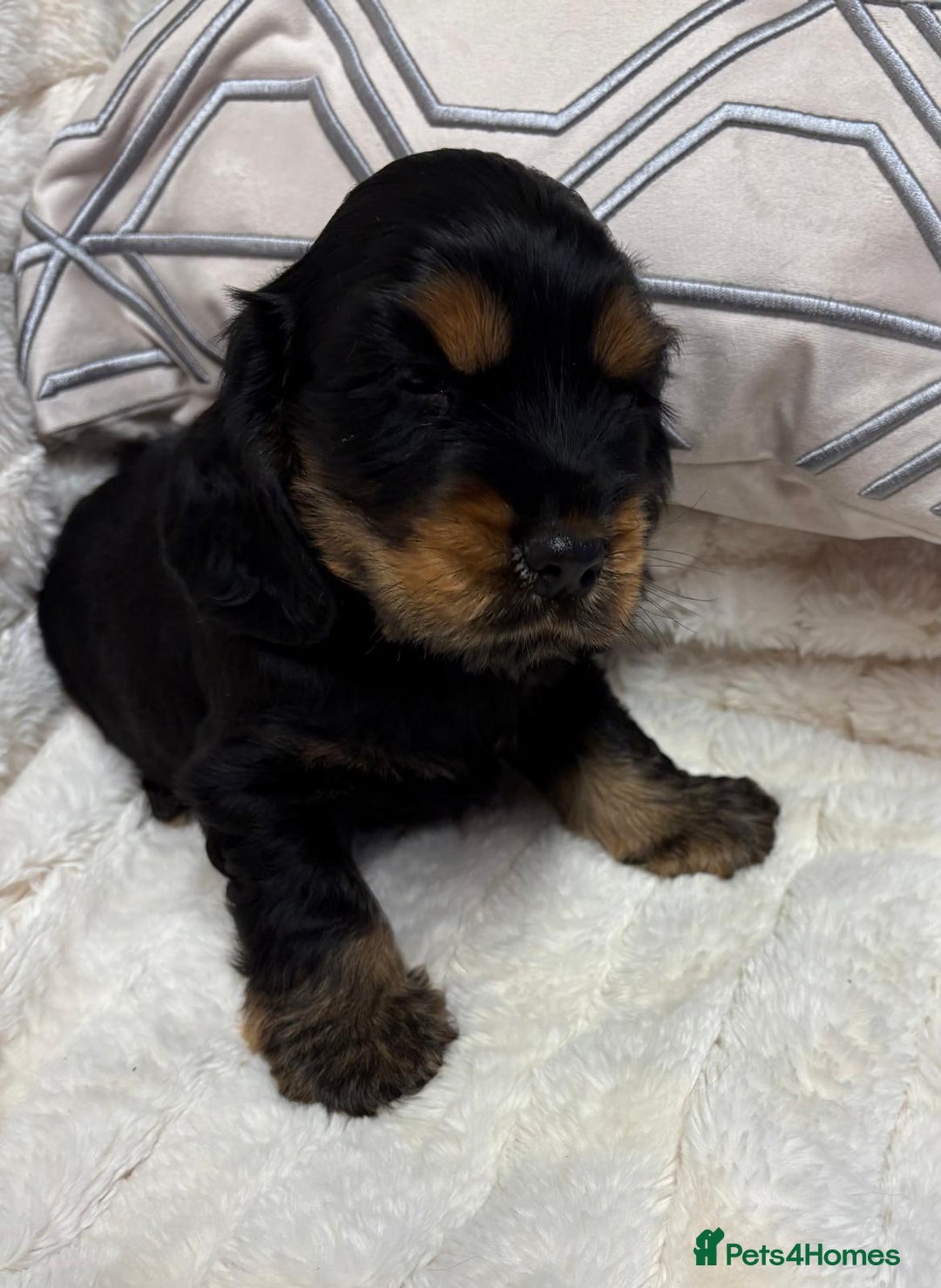 Cocker Spaniel dogs for sale: KC Reg Cocker Spaniel Puppies - Image 4