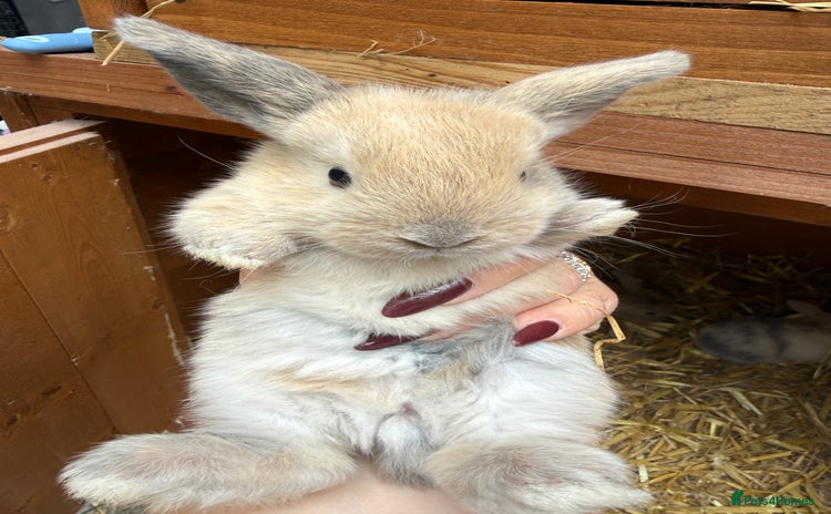 Mini Lion Lop rabbits - Advert 8