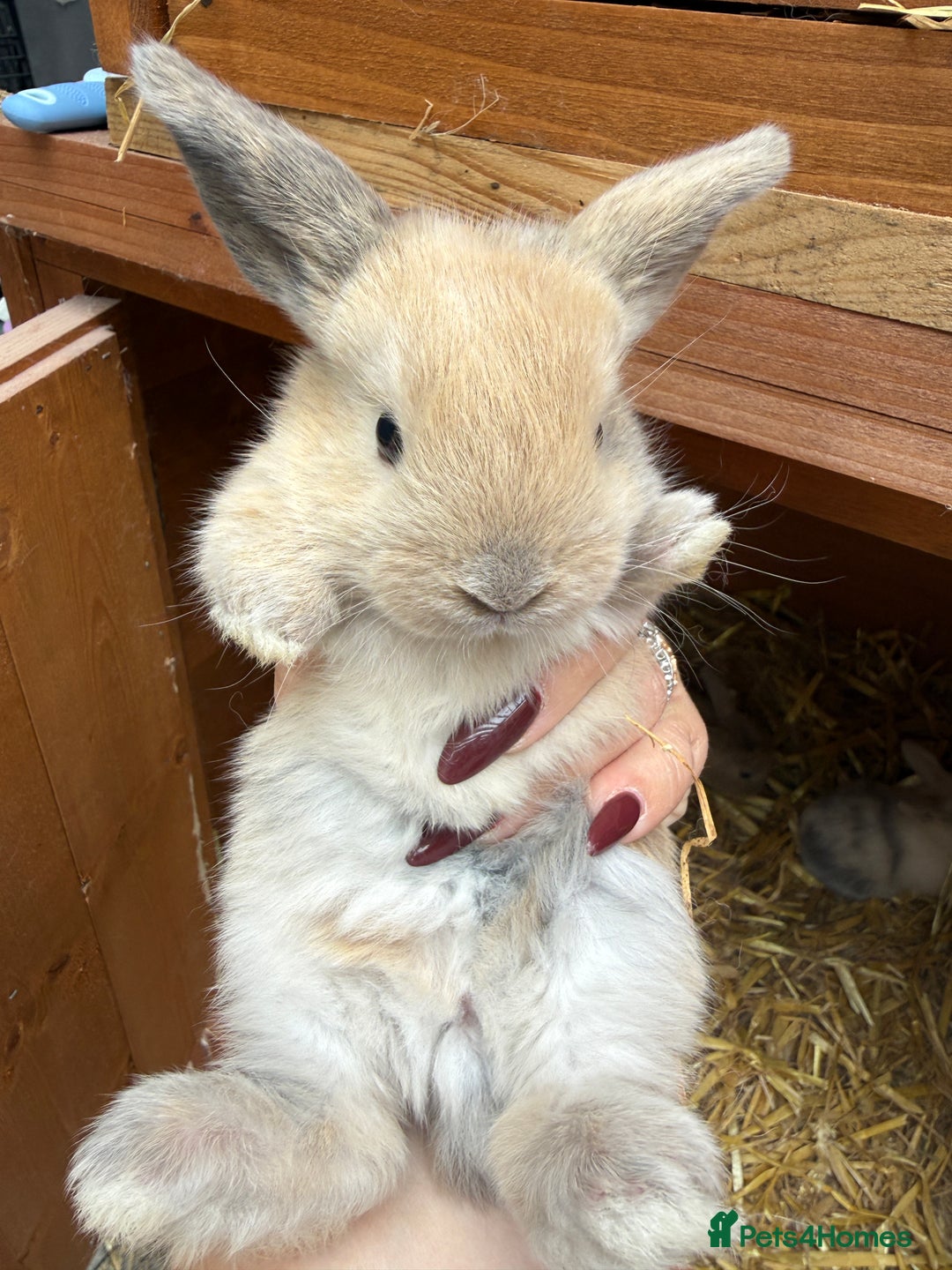Mini Lion Lop rabbits for sale: Mini Lionhead X Lops - Image 1