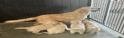 Golden Retriever dogs for sale: Lovely litter of Golden Retrievers  - Advert 1