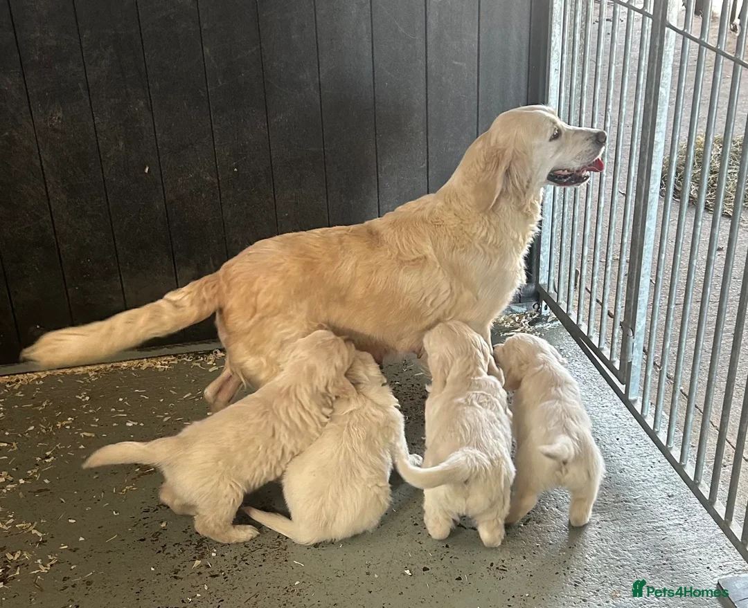Golden Retriever dogs for sale: Lovely litter of Golden Retrievers  - Advert 1