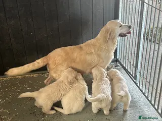 Golden Retriever dogs for sale: Lovely litter of Golden Retrievers - Advert 2