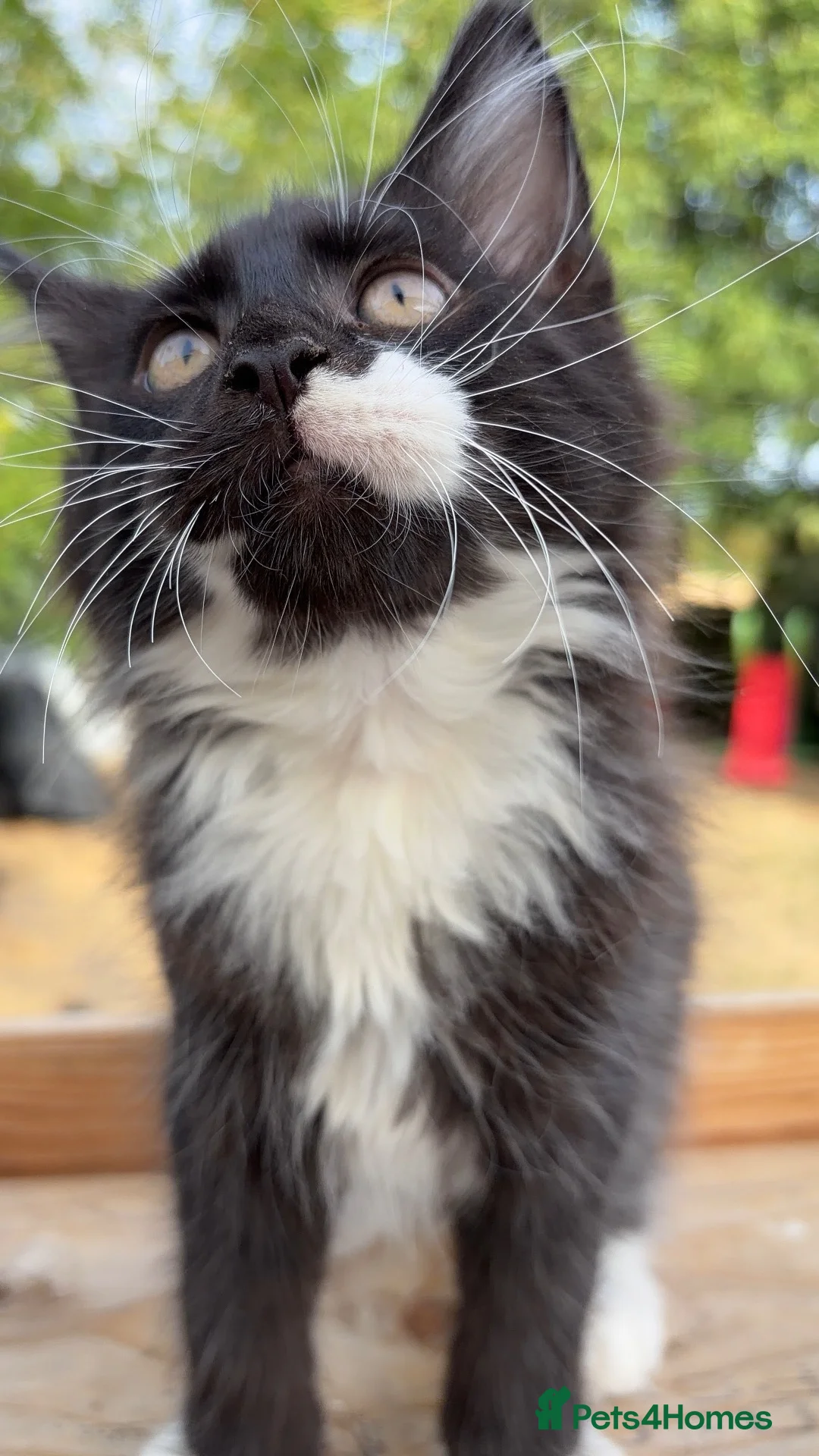 Maine Coon cats for sale: Four month old baby Maine coons ready to leave  - Advert 8