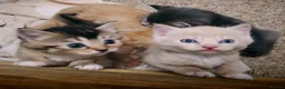 Ragdoll cats for sale: Ragdoll x - Advert 10