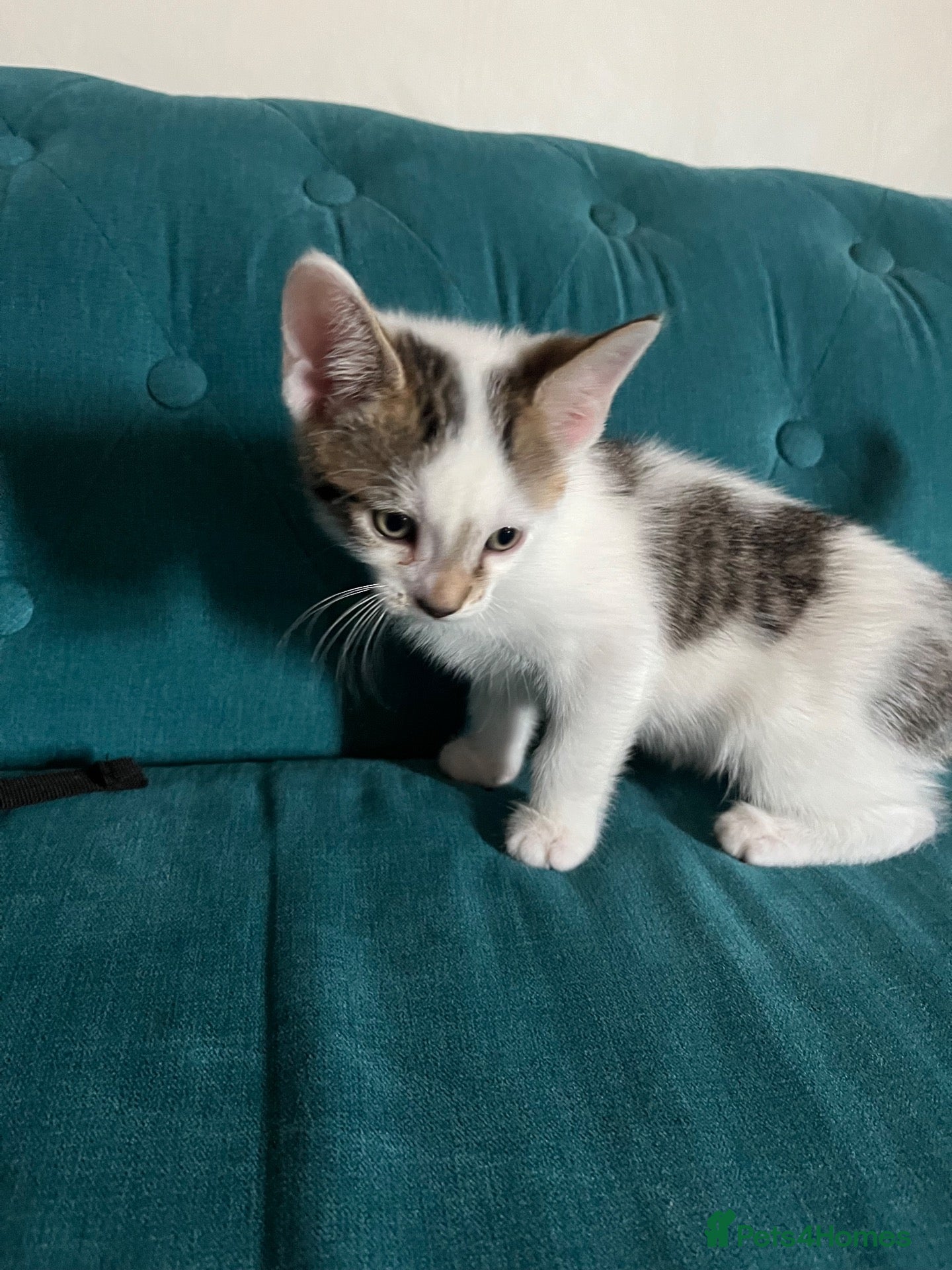 Mixed Breed cats for sale: Kittens  - Advert 1