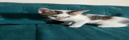 Mixed Breed cats for sale: Kittens  - Advert 1