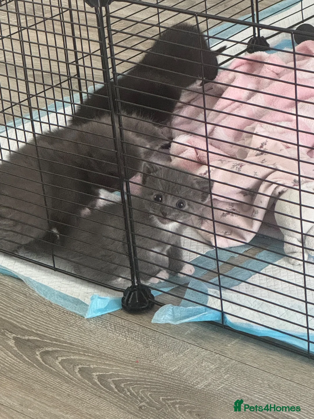 Mixed Breed cats for sale: 5 beautiful kittens for sale - Advert 2