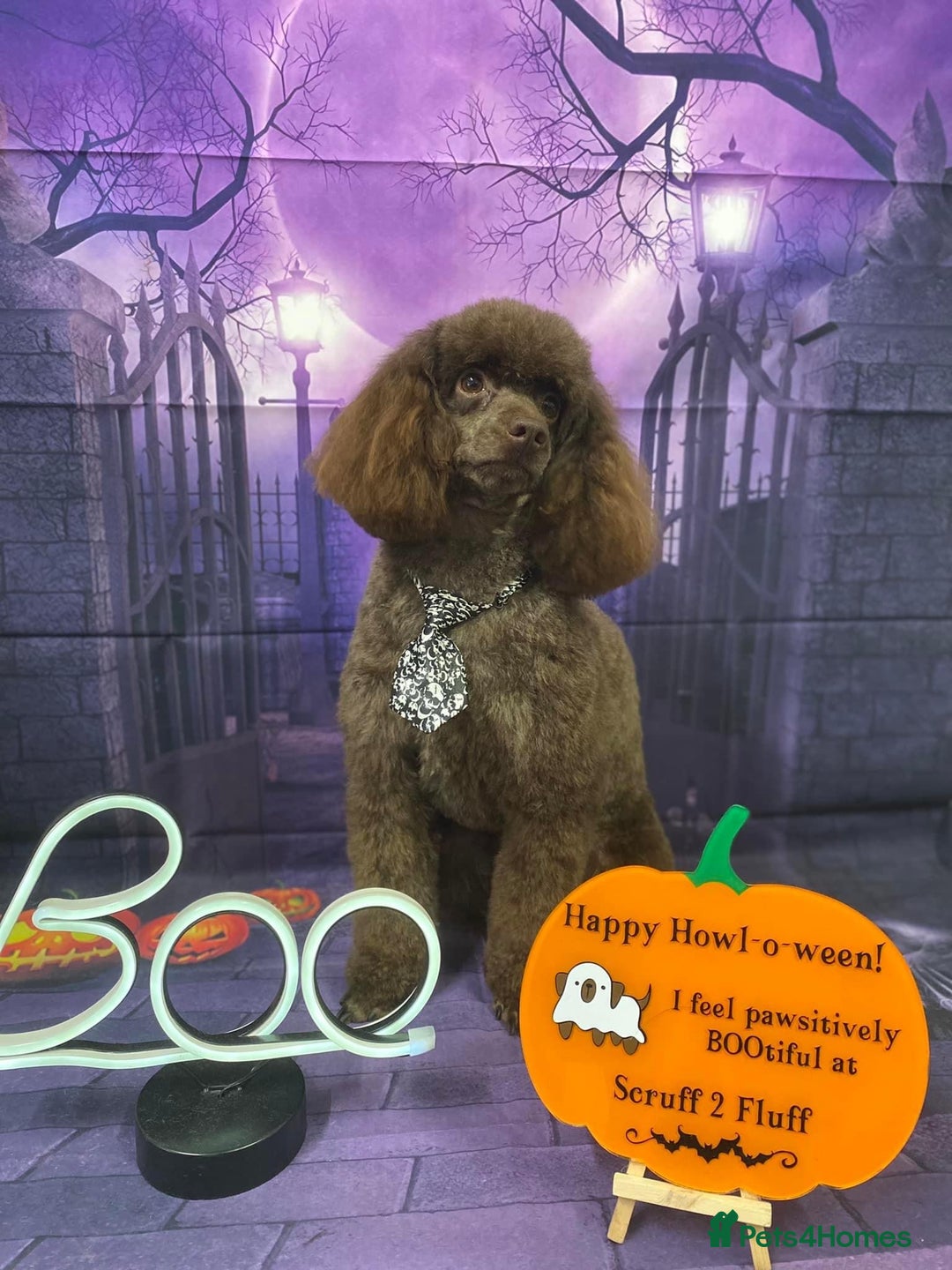 Poodle dogs for stud: Poodle for stud - Image 4