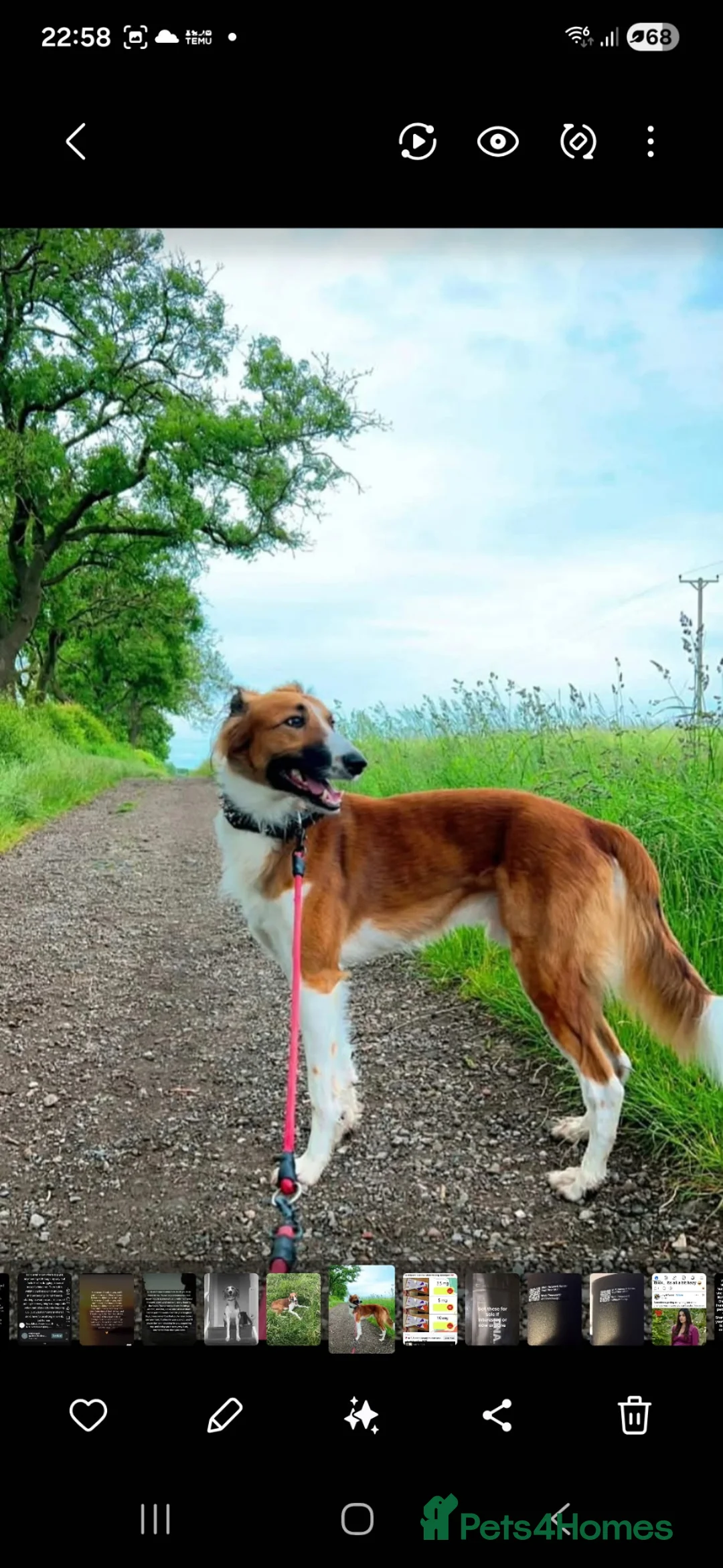 Mixed Breed dogs for sale: Saluki bull - Advert 5