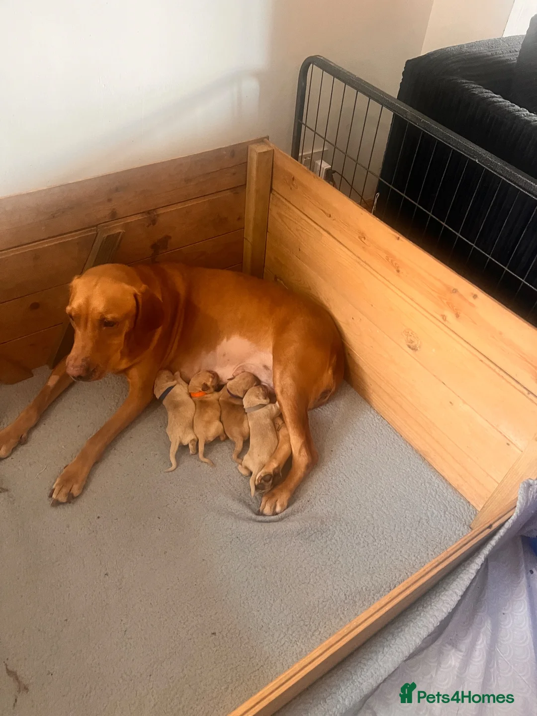 Labrador Retriever dogs for sale: Yellow & Fox Red Labrador Puppies - Advert 19