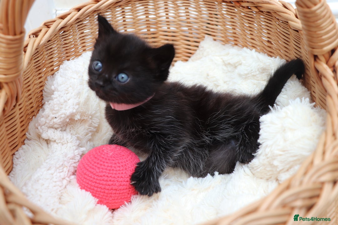 Mixed Breed cats for sale: Beautiful Kittens - Image 6