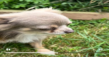 Chihuahua dogs - Advert 4
