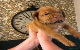 Dogue De Bordeaux dogs for sale: 6 stunning chunky Douge de Bordeux pups - Image 7