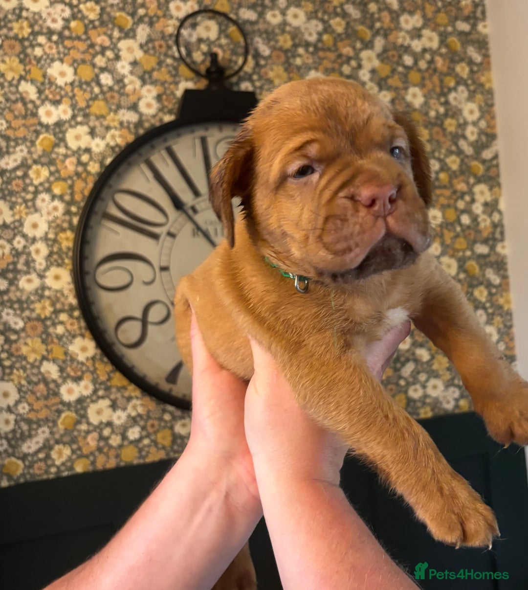Dogue De Bordeaux dogs for sale: 6 stunning chunky Douge de Bordeux pups - Image 7