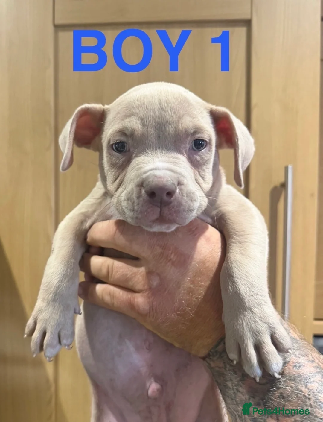 American Bully dogs for sale: American  bully puppies - Advert 11