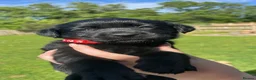 Labrador Retriever dogs for sale: 9 Black Labrador Retrievers   - Advert 9