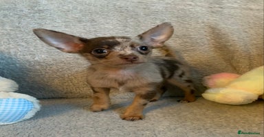 Mixed Breed dogs - Advert 4
