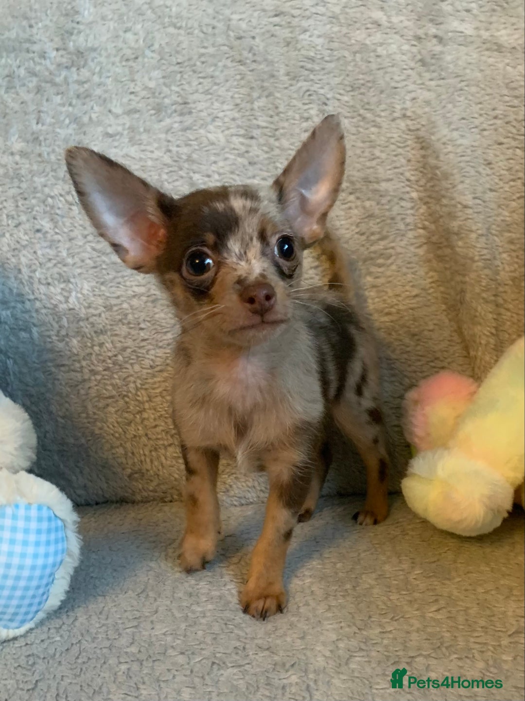Mixed Breed dogs for sale: Chihuahua x  - Image 3