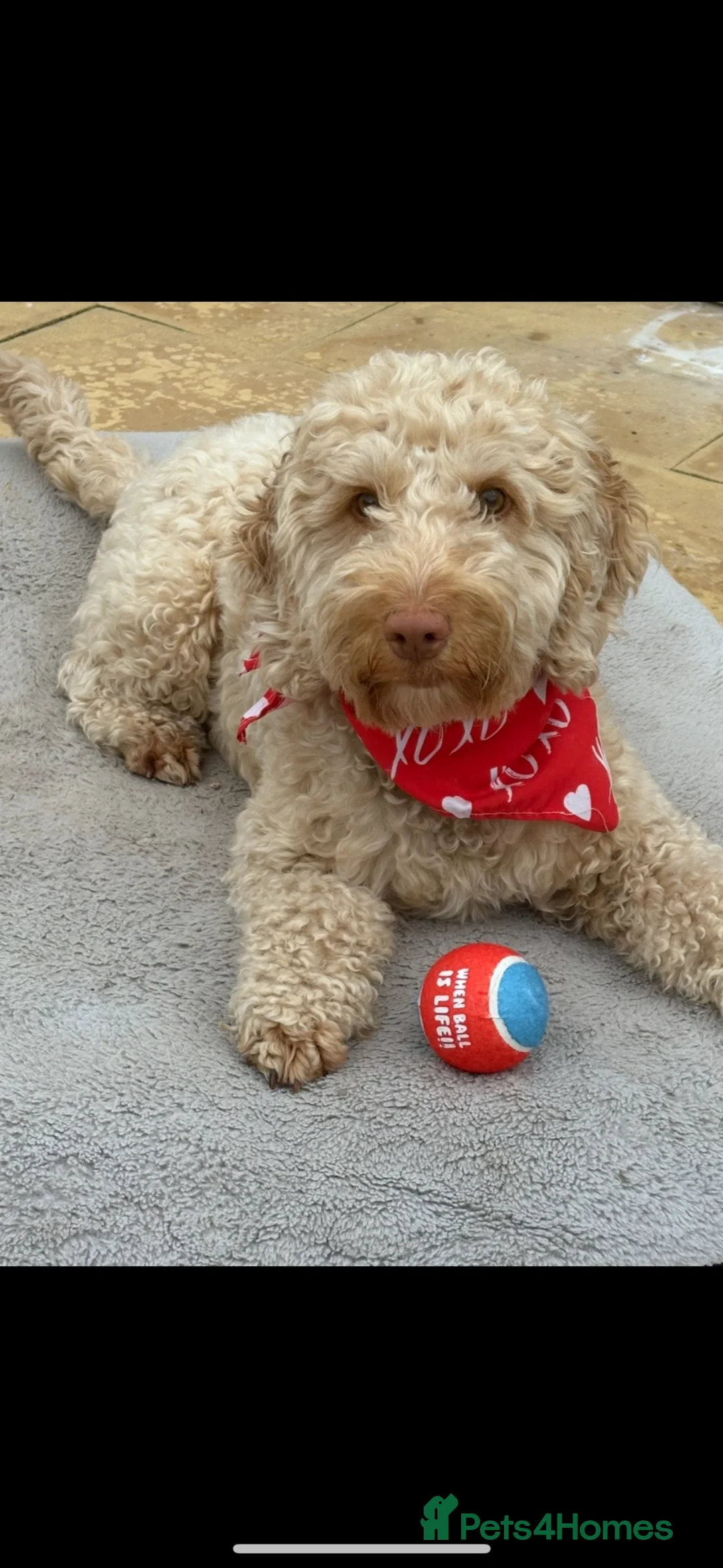 Cockapoo dogs for sale: Beautiful cockapoo girl seeking loving home - Advert 2