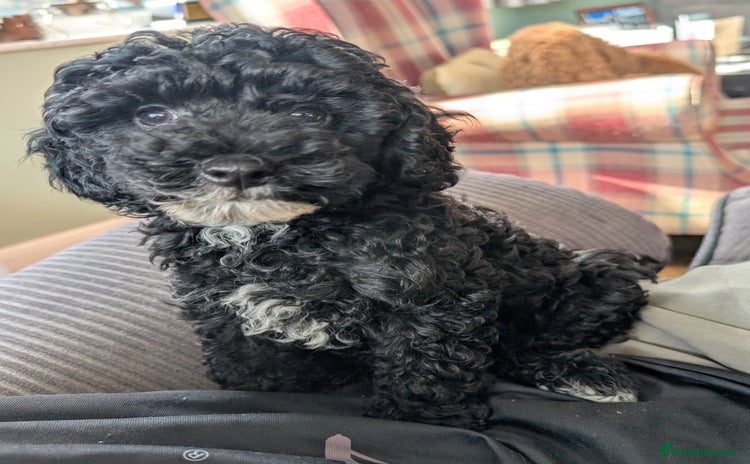 Miniature Poodle dogs - Advert 16