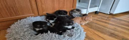 Mixed Breed cats for sale: Scottish gold kittens in Heathfield - Advert 13