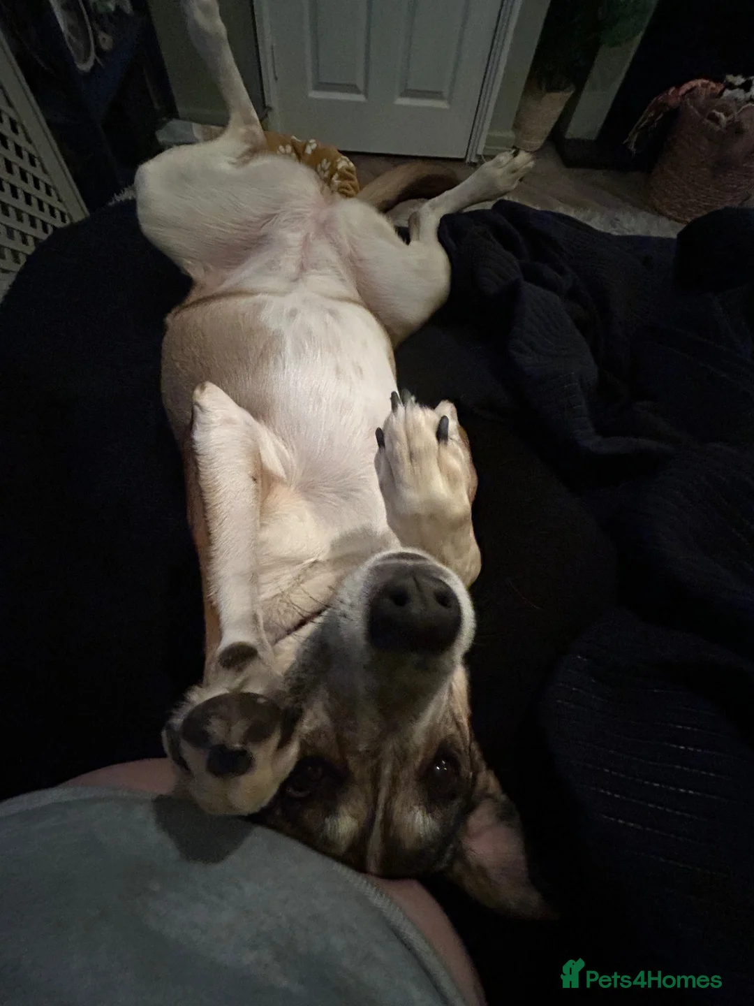 Mixed Breed dogs for sale: Beautiful Moroccan girl beldi  - Advert 2