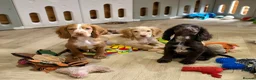 Cocker Spaniel dogs for sale: 2 WORKING TYPE KC COCKER SPANIELS READY TO LEAVE  - Advert 17