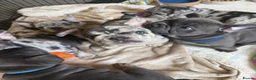 French Bulldog dogs for sale: Happy & Healthy French Bulldog puppies, two girls! - Advert 28