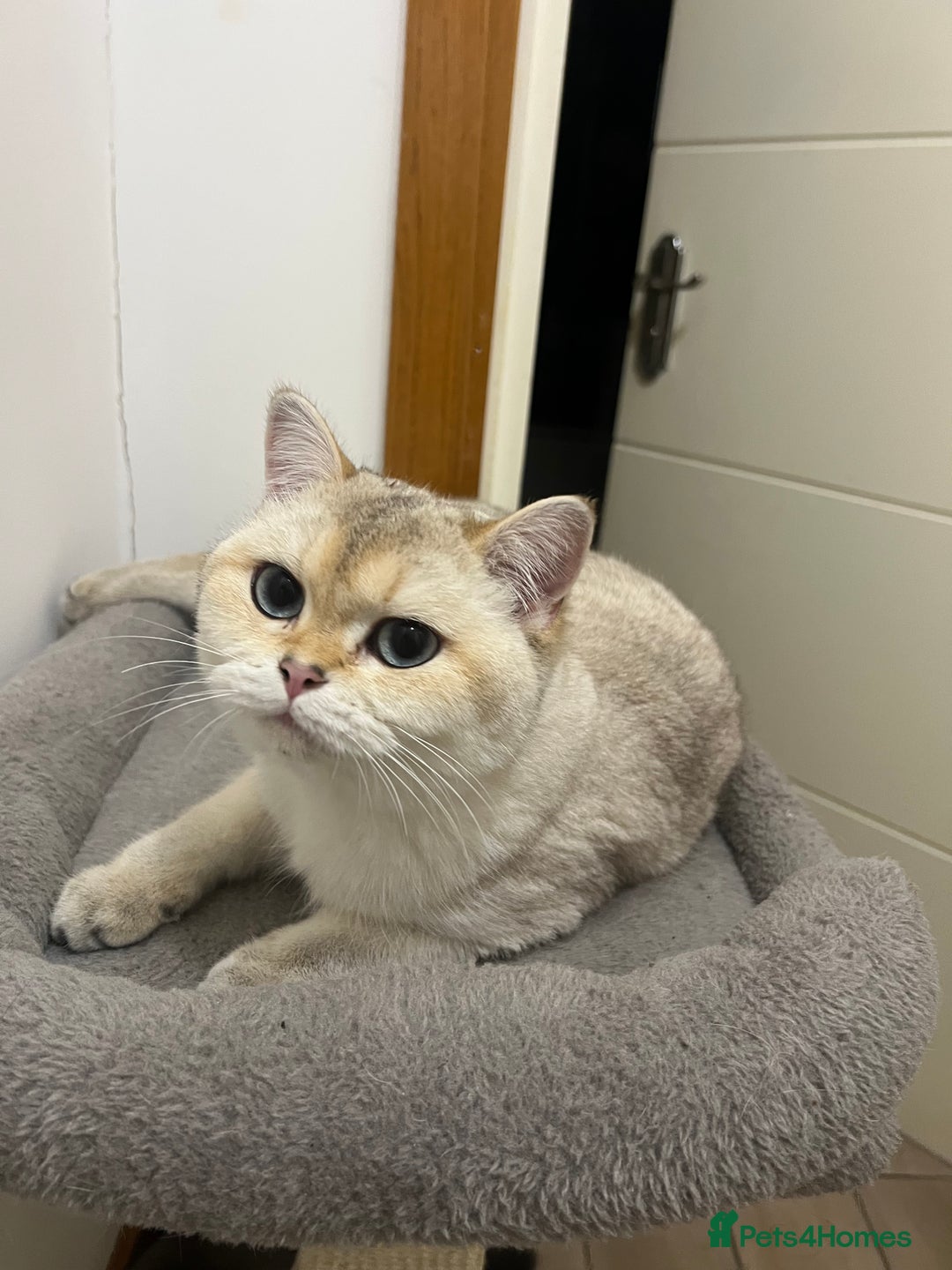 British Shorthair cats for sale: Queen BSH  - Advert 2