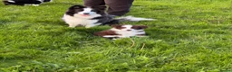 Border Collie dogs for sale: Fluffy male purebred border collie puppies  - Advert 11