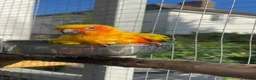 Conures birds for sale: Beautiful hand tame male sun conure.  - Advert 7