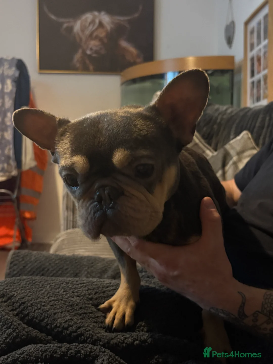 French Bulldog dogs for sale: Little angel frenchie sadly needing a new home - Advert 5
