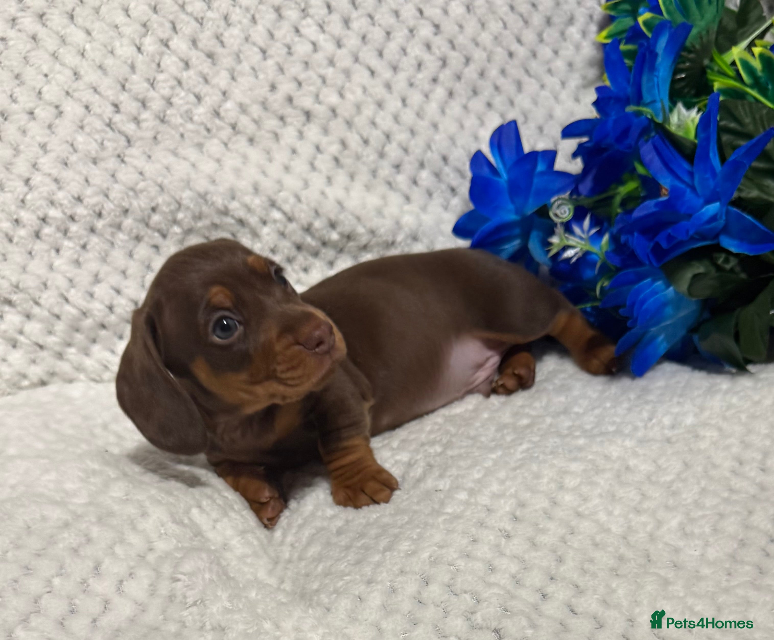 Miniature Dachshund dogs BEAUTIFUL KC MINI DACHSHUND READY TO LEAVE 23/12   - Advert 6